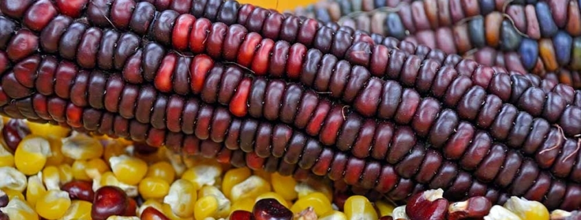 A close up of corn on the cob with beans