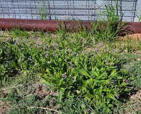 A green plant in the middle of a field.