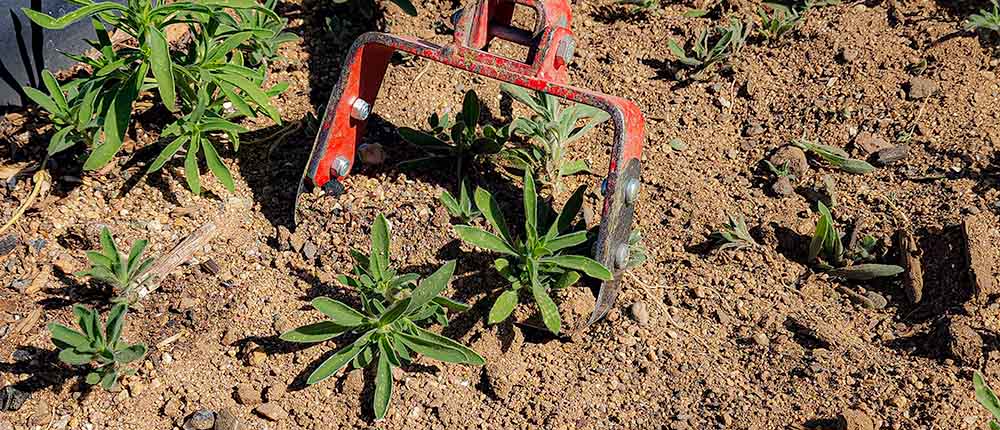 Hula-Hoe-Cutting-Weeds Stirrup hoe cutting weeds close to the surface.
