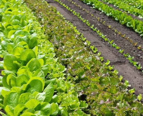 Succession planting different lettuce types.