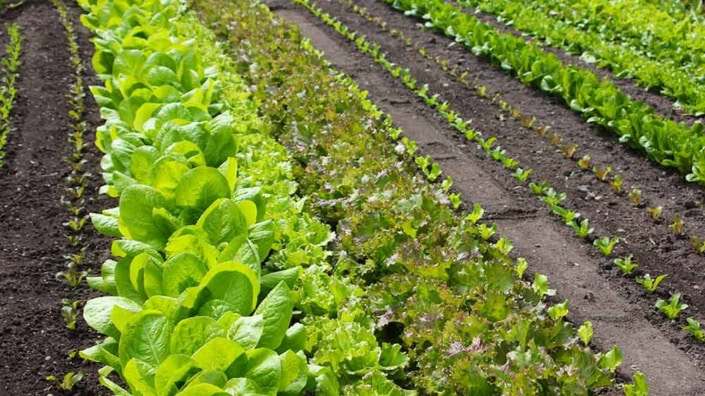 Succession-Planting Succession planting different lettuce types.