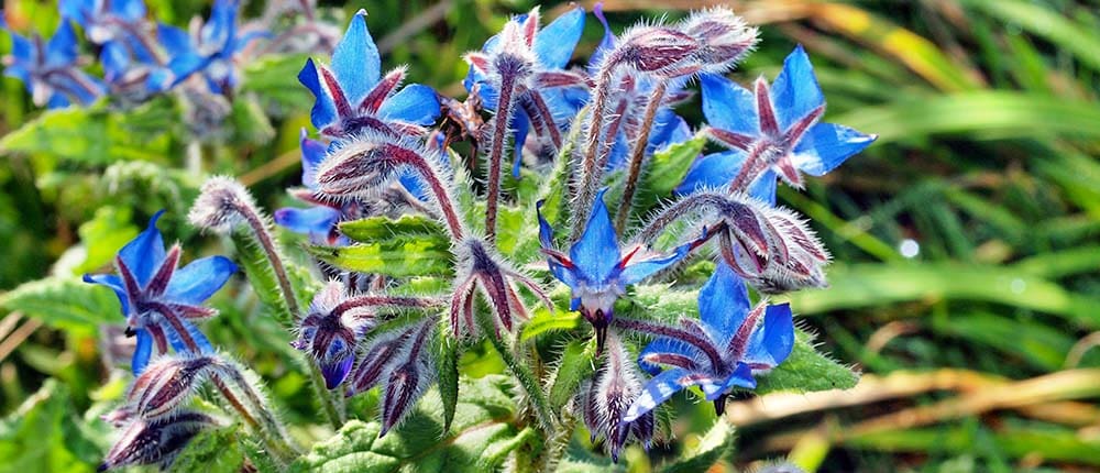 Borage-Flowers Borage flowers.