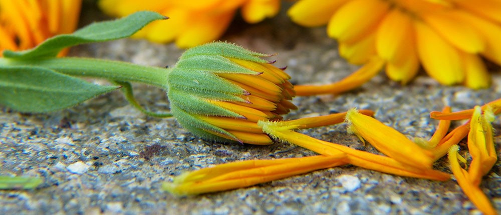 Calendula-Bud Freshly harvested calendula or pot marigold bud.