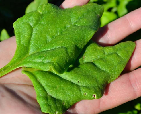 Heat-Tolerant Greens showing New Zealand Spinach on a hand.
