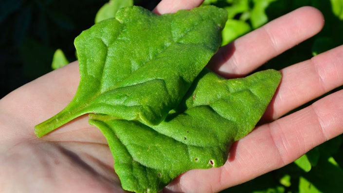 Heat-Tolerant-Greens Heat-Tolerant Greens showing New Zealand Spinach on a hand.