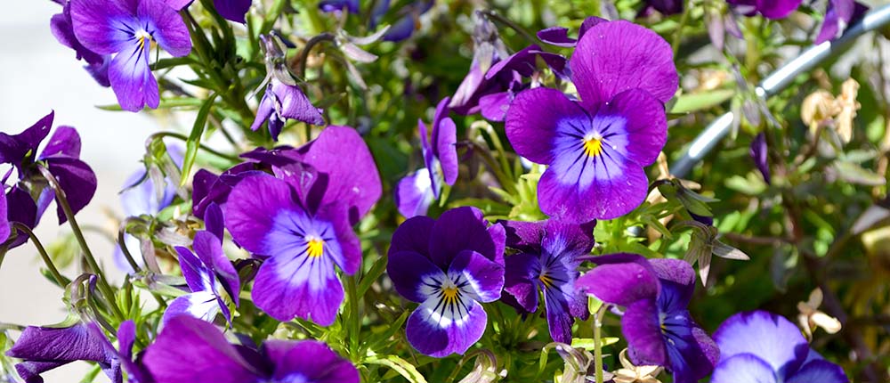 Johnny-Jump-Ups Johnny Jump-Up flowers.