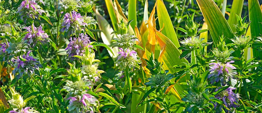 Lemon-Bee-Balm-Flowers Lemon bee balm flowers.