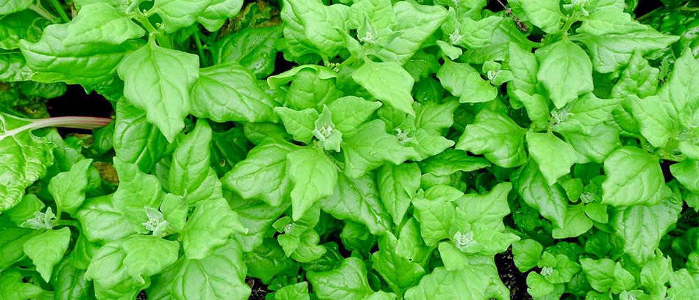New-Zealand-Spinach New Zealand spinach plants.