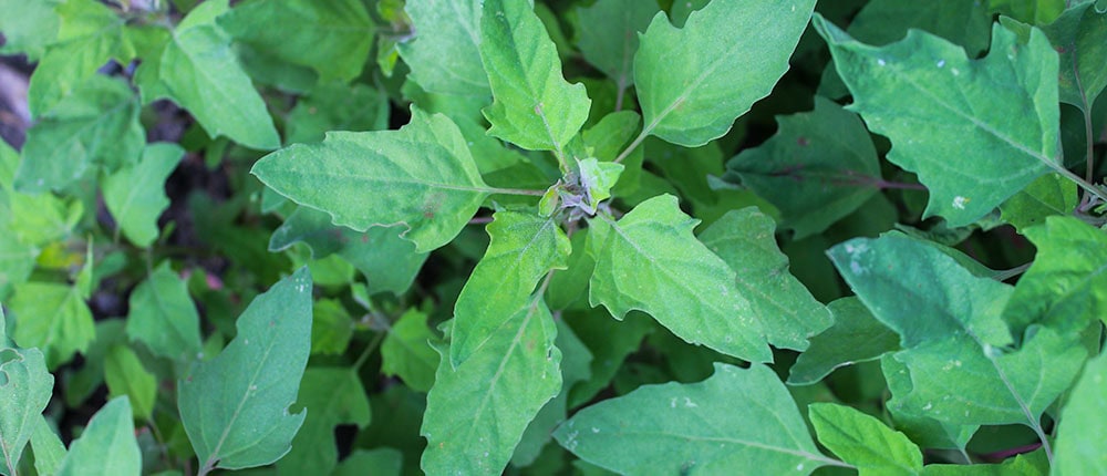 Red-Aztec-Spinach Red Aztec Spinach or Huazontle plants.