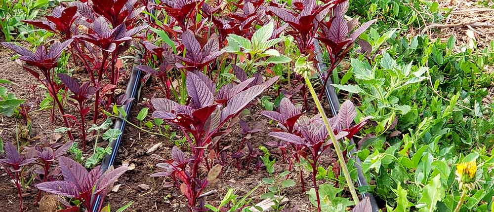 Red-Garnet-Amaranth Red Garnet Amaranth plants.