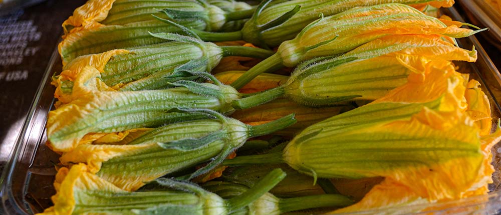 Squash-Blossoms Freshly harvested squash blossoms.