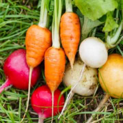 Fall-Vegetables Fall and winter vegetables on grass