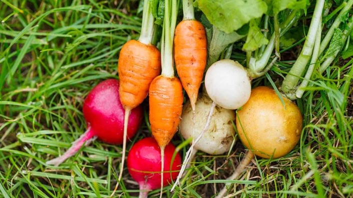 Fall-Vegetables Fall and winter vegetables on grass