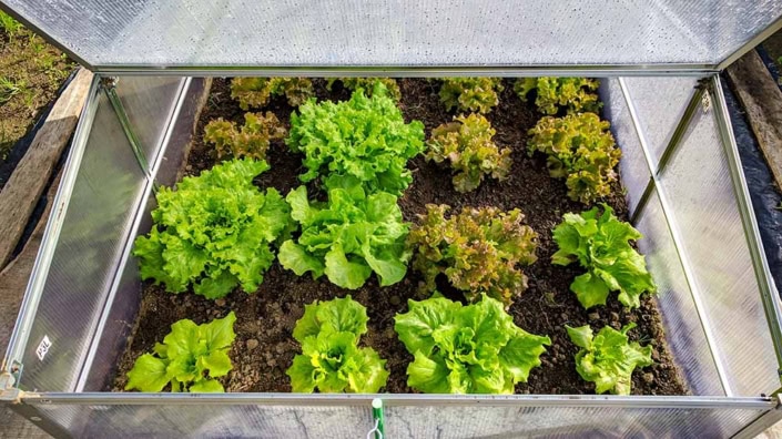 Cold Frame Cold Frame