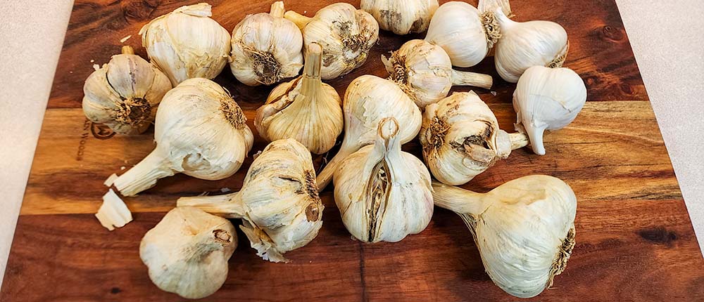 Hardneck Garlic for Pickling Hardneck garlic for pickling.