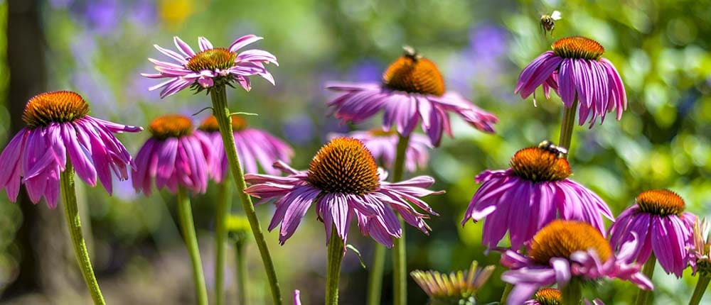 Bees on coneflowers