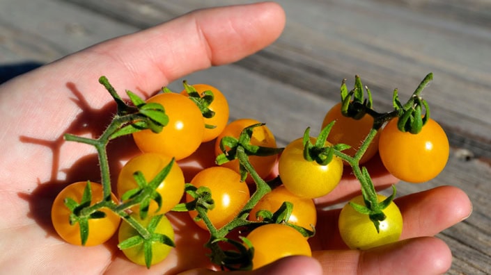 Wild Galapagos Tomatoes in Hand Wild Galapagos Tomatoes in Hand