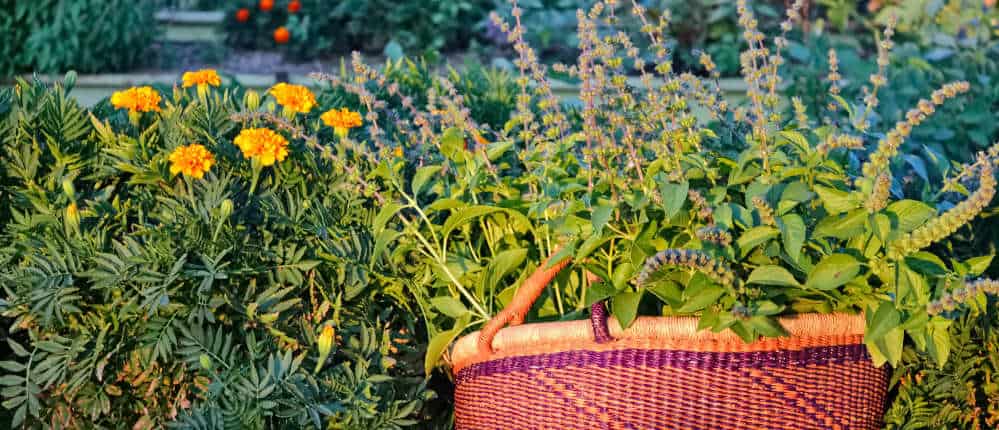 Basil and Marigolds Basil and Marigolds