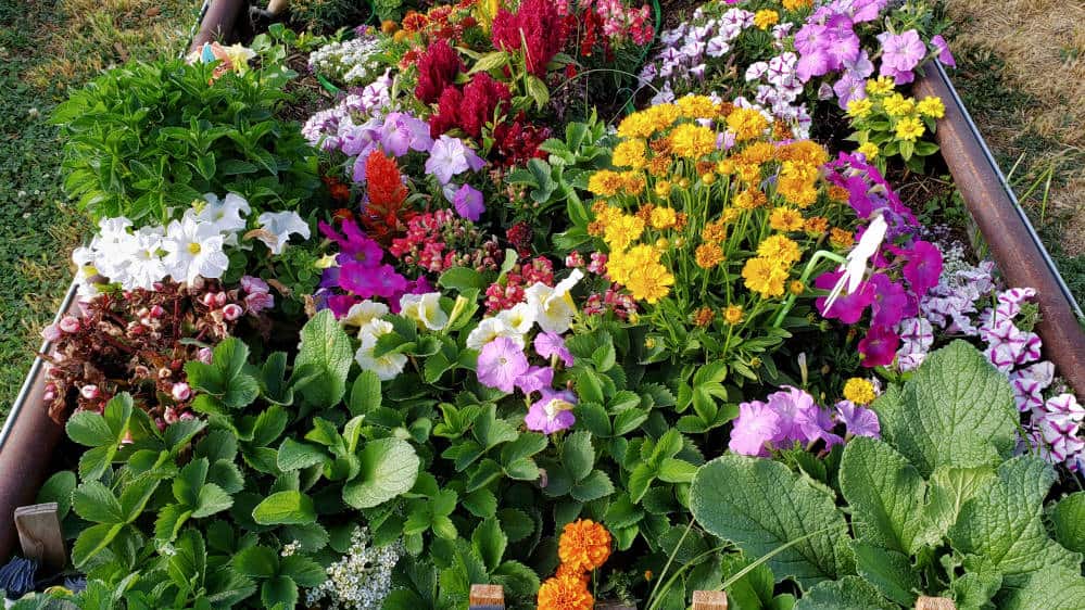 Email #1.1 Colorful photo of mixed species of vegetables, herbs, and flowers.