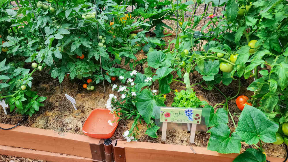 Email #2 A raised bed garden with different vegetables and herbs in it.
