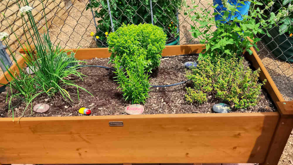 Email #4 A wooden garden planter with herbs in it.