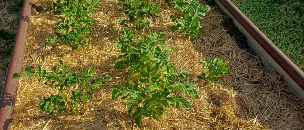 Straw Mulch Straw Mulch