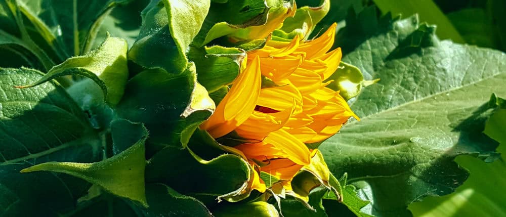 Closeup of a sunflower bud just starting to open.