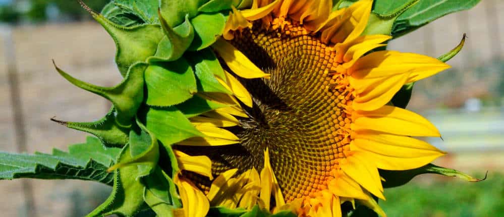 Sunflower head opening up.