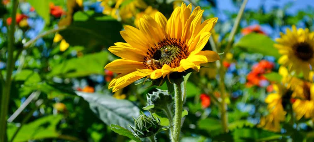 Bee harvesting pollen from a sunflower.
