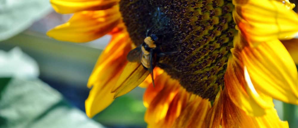 Closeup of a bumblebee harvesting pollen on a sunflower.