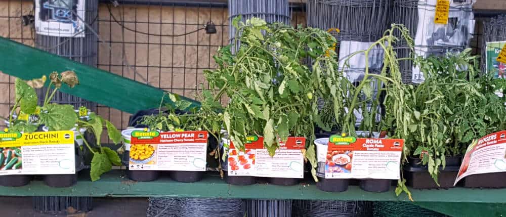 Big Box Store Plants Big box store plants wilting in the heat.