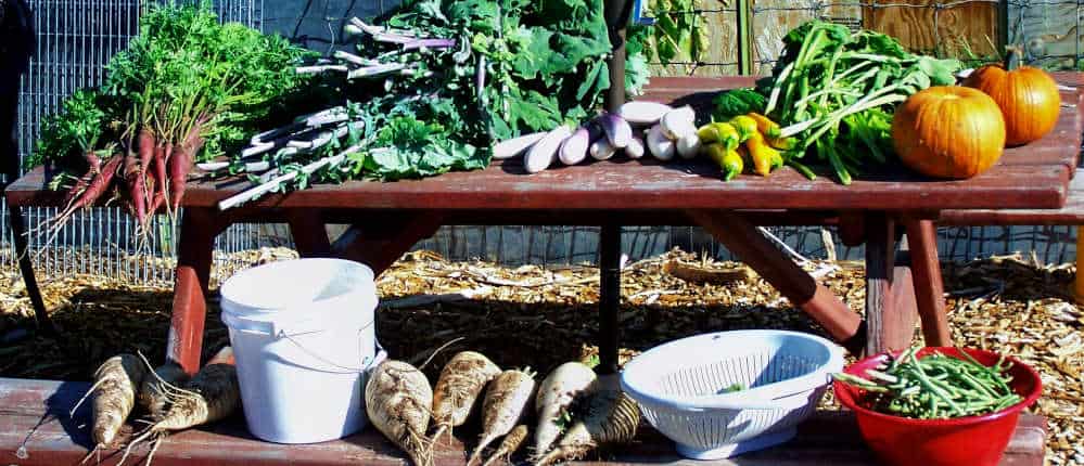 Fall Harvest Fall vegetable and herb harvest.