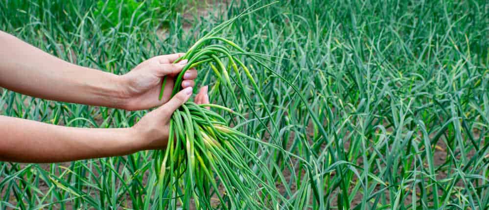 A woman collects garlic scapes and holds them in her hands.