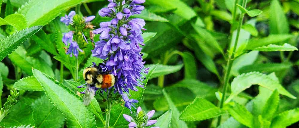 Bee on Hyssop
