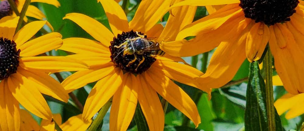 Bee on Rudbeckia flowers