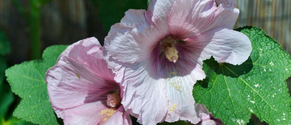 Hollyhock flowers
