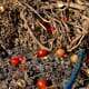 Old tomato plants with fruit and debris in garden bed.