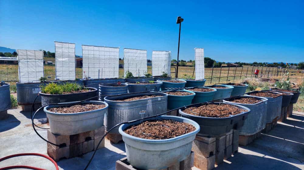 Raised Container Garden A wide-angle photograph of the Terroir Seeds container garden, featuring multiple 50-gallon galvanized steel and blue plastic stock troughs raised on cinder blocks on a concrete patio. Black irrigation lines and vertical white trellis structures are visible under a clear blue sky.